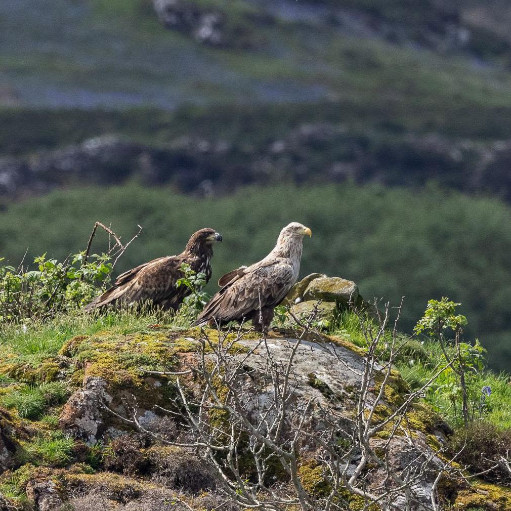 Footage reveals 'miracle eagle chick' in flight