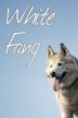 White Fang