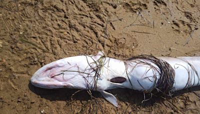 Illegal fishing fears as a dozen conger eels found dead on beach