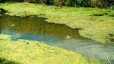 Public Health: Identifying blue-green algae, what to do if you come in contact with bacteria