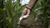 Entregas de fertilizantes cresceram 1% no acumulado do ano até abril