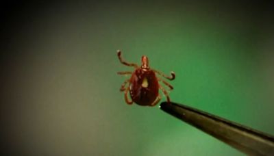 Lyme Disease Awareness Month: How to spot it