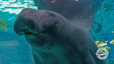 ‘He’ll be missed.’ Hugh the manatee dead at 38, Sarasota’s Mote Marine Aquarium says