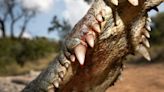 Hunting the Nile Crocodile, the Very Picture of Death