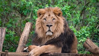 Nigeria : un gardien de zoo se fait tuer par un lion pendant qu’il le nourrissait