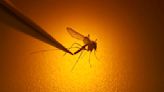 Mosquitoes carrying West Nile virus found in L.A. County