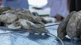 Recycled oyster shells to help clean up New River water naturally