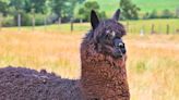 Hilarious Traveler Almost Misses Flight Out of Portland Because of Llamas at the Airport
