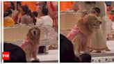 Anant Ambani and Radhika Merchant's dog Happy steals the show at wedding ceremony in colour-coordinated sherwani | - Times of India