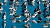 How the push to save a tiny bird could trigger a big rescue plan for Great Salt Lake