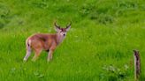 Video: ¡Qué belleza! Avistan venado de cola blanca en zona rural de Manizales