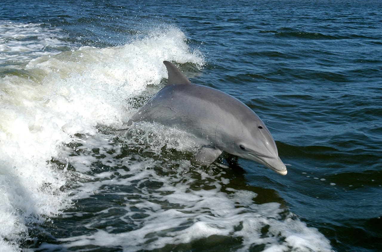 Dolphin stranded in N.J. creek could be returned to the sea before Memorial Day