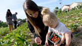 'Berry' good strawberry & blueberry crop. Here's pick-your-own farms in Canton area
