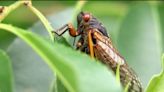 How long will those periodic cicadas stick around in Georgia?