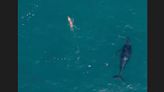 Watch: Humpback whale follows closely behind swimmer