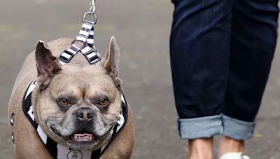 Whitley Bay Frenchie 'Frank the Tank' could be the world's biggest French Bulldog