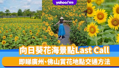 北上好去處｜向日葵花海景點Last Call！免費入場 與廣州塔同框/設露營桌椅打卡裝置 即睇花期/交通方法