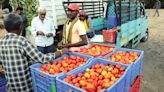 Tomato scores a century - Star of Mysore