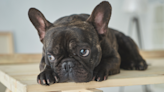 French Bulldog ‘Snitches’ on Himself After Dipping Into Mom’s Noodle Bowl