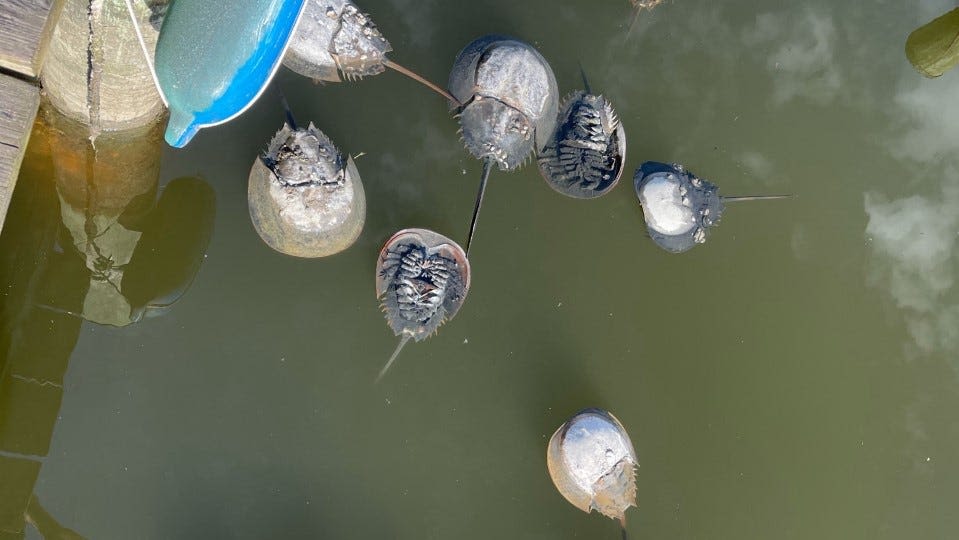 Maryland DNR faces lawsuit over horseshoe crab deaths. All to know