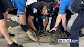 Alligator invades Gulf Shores garage: ‘He was afraid of me and I was afraid of him’ (video)