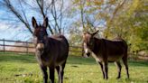 Virginia State Police Round Up 2 Cute Runaway Donkeys and Ruin All Their Fun