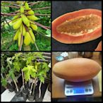 新品種：進口巨大矮種木瓜【少籽】四季生果品種 買3棵免運費、買5棵送1棵