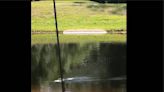 ‘Like a clip from Wild Kingdom!’ Watch a gator battle a snake in Florida back yard