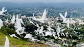 Memorial Day Ceremony to honor fallen heroes with 150 doves in Santa Barbara