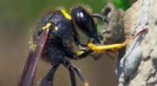 8. Potter Wasp