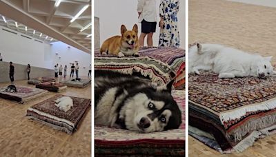 Exposición con perritos fingiendo estar muertos en el Museo Tamayo, ¿es maltrato animal?