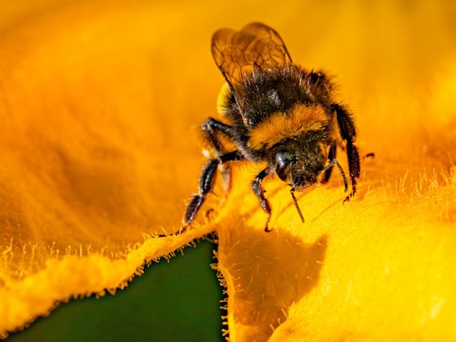 Watchdog investigates emergency authorisation for banned bee-killing pesticide