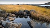 Picture-perfect wilderness: Rachel Carson Wildlife Refuge awaits your best shot