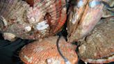 Smart molluscs - yes, smart molluscs - could watch our waterways 24/7 for pollution
