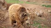 Tourist Mauled by Brown Bear After Disastrous Attempt at Selfie