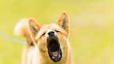 Researchers Utilize AI, Human Speech Models to Decode Dog Vocalization