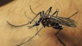 Trucos sencillos para evitar que molestos mosquitos lo piquen; cuide su piel