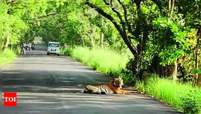 Catfight: Tigers clash on road, halt traffic for two hours in Pilibhit Tiger Reserve | Bareilly News - Times of India
