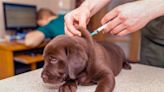 ¿Por qué es tan importante vacunar y desparasitar a sus mascotas? | Teletica