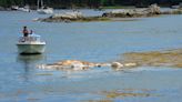 Harpswell officials aware of dead whale floating offshore