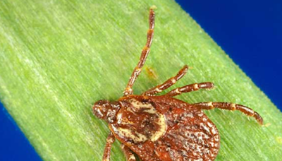 Northern Michigan faces rising Lyme disease threat