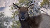 Hiker almost kicks elk in face posing for pictures at Grand Canyon