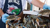 Chesapeake crab numbers decline. What will that mean for your summer crab feast?