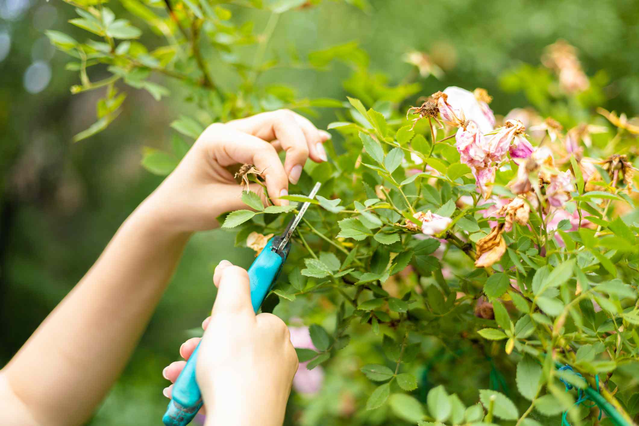 Guide to Deadheading Flowers: When and How to Deadhead to Keep the Blooms Coming