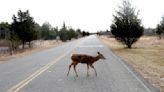 Permanent daylight saving time would prevent 37,000 car-deer crashes, study says