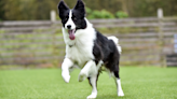 Border Collie Mix Celebrates Dinner Time with the Cutest Little Dance