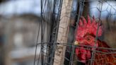 "There's a lot we don't know": Why public health experts are worried about bird flu