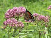 Asclepias