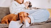 Does My Dog Sleep Too Much? Here's What a Vet Says
