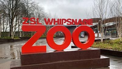 New bus route from Luton to Whipsnade Zoo starts this week - as other service changes revealed